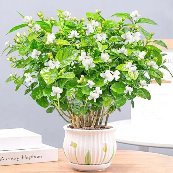 LAST DAY Promotion🌸Double Jasmine Seeds(Free Nutrient Solution)