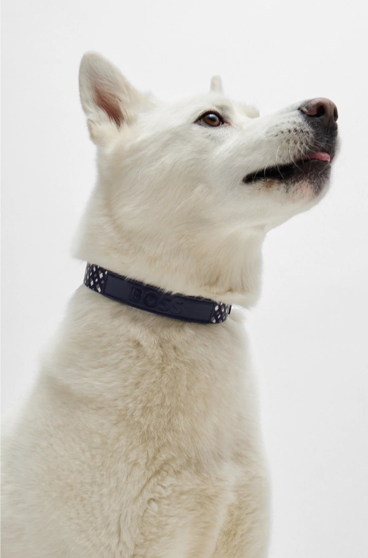 DOG COLLAR WITH METAL HARDWARE